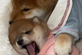柴犬宝宝：我要挨着姐姐睡！#愿每个小狗都能遇见好的主人 #养宠人的治愈谁懂啊视频封面