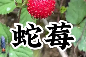都说吃了蛇莓会麻嘴巴，天大的误会，它真的和蛇没关系，而且能吃哦，你小时候吃过吗 #大自然的馈赠 #童年记忆 #蛇莓 #我的农村生活 #童年的味道视频封面