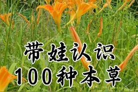 带娃认识100种著名本草植物 #奇花异草 #创作者中心 #创作灵感 #植物科普 #植物百科