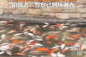 1月12日，重庆观音桥步行街观赏池，#锦鲤一夜之间大量死亡，警方目前已介入调查。视频封面