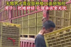 男子4岁时一场意外失去双臂，靠种植16亩猕猴桃园为母亲盖起新房。男子：把地种好，让母亲衣食无忧#励志 #头条视频创作激励计划第5期 #残疾人 #无臂桃哥 #抹去泪水视频封面