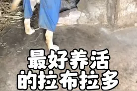 第79集丨最好养活的拉布拉多，只吃新鲜果蔬，还会自己烤红薯玉米#狗狗 #拉布拉多 #萌宠出道计划 #这狗成精了 #养狗的乐趣视频封面