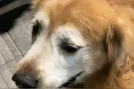 又偶遇了这只白脸的大金毛，它主人好好呀让我摸它！哈哈哈它好可爱啊，脸白得像抹了粉，它还跟我握手了，我超级超级喜欢它！