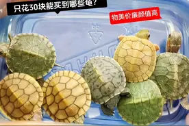 花不到30块，能买到哪些颜值高，互动强，适合新手养的乌龟视频封面