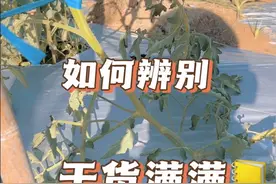 青枯病与枯萎病为不同病原菌所侵染，正确辨别，才能正确用药#青枯病症状 #分享农业知识帮农民增产增收 #病虫害防治 #圣女果病虫害 #圣女果青枯病视频封面