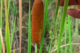 香蒲，别名水蜡烛、蒲棒、蒲草，农村人常收采来晒干