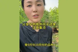 如果每年落果严重，桃子长不大注意看#分享农业知识帮农民增产增收 #传播农业小知识 #自家果园 #果树管理技术