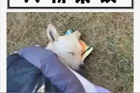 一条流浪犬陪伴了全校师生17年，被学生亲切的称为黄主任视频封面