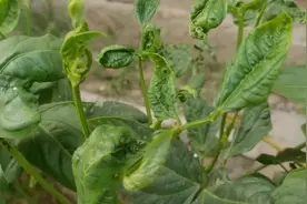 豆角叶片卷曲皱缩，你知道啥原因吗？好多人都中招了视频封面