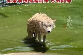 陕西渭南一动物园有狼被“霸凌”？(上游新闻)