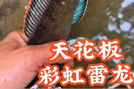 天花板发色级别的雷龙你见过没？#雷龙#原生鱼之美视频封面