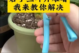 君子兰叶片太难看，我来教你解决办法！#种植小技巧 #君子兰视频封面