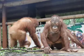 长隆红毛猩猩毛氏家族成员小朋友一起玩耍#红毛猩猩宝宝视频封面