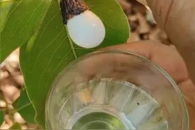 火柴对着这个树果子就会着火，这是什么原理？#上热门 #抖音看世界 #火柴是怎么点燃的 #看世界涨知识 #什么原理 @DOU+小助手 @DOU+上热门