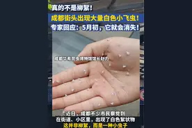 真的不是柳絮！成都街头出现大量白色小飞虫！专家回应：5月初，它就会消失！#成都 #小飞虫视频封面