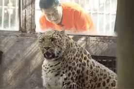 网红胖豹子减肥成功了吗？ 豹：一把年纪还要吃减肥苦  四川攀枝花动物园，有一只被称为“豹警官”的网红豹子，因“身宽体胖”而走红。 为了它的健康，饲养员李云强可谓是奇招百出。  视频来源 @我们和它们  #久久公益节 #攀枝花 #攀枝花豹子 #攀枝花豹子身材丰腴 #攀枝花动物园豹子走红视频封面