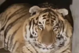 奶豆绝对听得懂人话，昨天晚上直播的时候奶豆凶我，看了看自己的肉没少，尴尬的趴在哪不知所措。#临汾市动物园 #东北虎 #奶豆