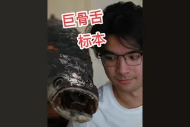 超大巨骨舌鱼标本 把亚马逊猛兽做成标本#巨骨舌鱼 #亚马逊猛鱼视频封面