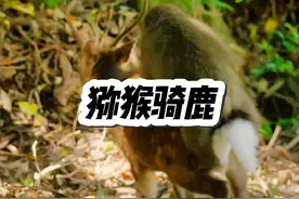 猕猴骑着梅花鹿在森林里兜风，而梅花鹿也心甘情愿当坐骑视频封面