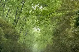 老淮江公路，沿路绿树成荫，一旁是京杭运河。在绿树交错中穿行，风起时，树叶沙沙作响 #风景都在路上视频封面