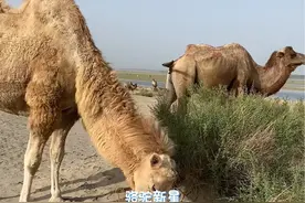 骆驼刺是很多带刺的植被统称 并不是一种#骆驼 #骆驼奶 @绿茵场骆驼视频封面