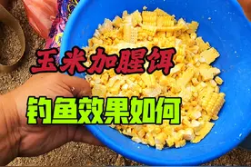 才知道，鲜玉米加点腥香饵钓鱼作用这么大，鲫鱼鲤鱼连竿上视频封面