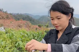 荔枝树是长寿树 前两三年建议先不让它开花结果，先养树为主 #抖音助农 #优质种苗 #果苗供应