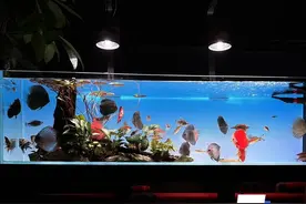 新手养鱼入坑指南8，灯光和藻类。鱼缸开灯时间越长鱼缸长藻越快。所以观赏开灯不观赏就可以关掉，非必要不用长期开灯。养鱼每天花几分钟打理细节，养鱼无忧。#养鱼日记 #鱼缸里的大自然 #开缸养水 #鱼缸灯 #鱼缸长藻视频封面