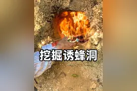 挖掘诱蜂洞很轻松就能诱来一整窝蜜蜂的方法#中蜂养殖 #小蜜蜂 #三农 #诱蜂洞制作过程视频封面