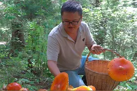 第一次捡这种鹅蛋菌，没想到就爆篼了，实在太多太漂亮了 #野生菌  #户外 #捡菌子的乐趣来了