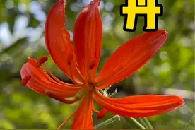 大山里的野生百合多种多样，这种被写进歌词里的山丹百合你们见过吗？#植物科普 #采药人 #三农 #山丹丹开花红艳艳视频封面