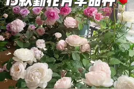 分享：15款比较勤花的月季品种🌹#月季 #月季品种 #花卉绿植 #治愈 #爱生活爱养花视频封面