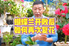 蝴蝶兰开败后如何再次复花 #养花小知识 #爱生活爱养花 #蝴蝶兰视频封面