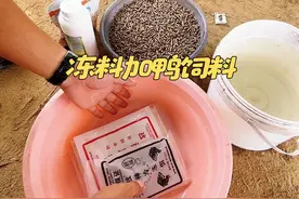 冻料加鸭饲料比较容易爆护#原来钓鱼才是抖音运动顶流 #2024dou来钓鱼