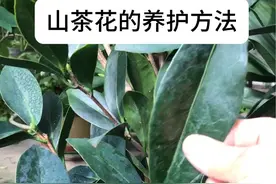 你的山茶花还好吗 #送你满树山茶花 #四季茶花 #我的花花草草🌸🌸