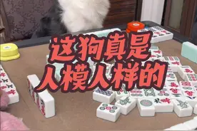 以为狗子吐舌是卖萌？结果把三家狗罐罐全赢光！ #创作者中心 #创作灵感 #这狗怎么人模人样的 #狗狗的心思都写在脸上了 #狗子成精了视频封面