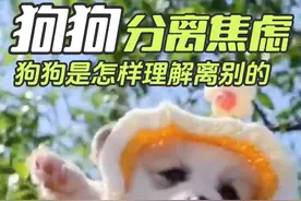 狗狗是怎样理解离别的？分离焦虑怎么办？ 狗狗对离别的理解与人类不同，虽然它们无法像人类一样抽象地思考"离别"的概念，但会通过行为、情绪和生理反应表现出对分离的感知。  🌷对时间的概念 建立在日常作息（散步、喂食、主人回家的时间等）的基础上。如果主人突然打破规律（比如长时间不在家），它们会感到困惑或焦虑。 💐比如：主人平时早上出门上班，晚上回家，狗狗会适应这种节奏；但如果主人连续几天不回家，它们可能表现出不安或等待行为（如守在门口）。  🌺狗狗的嗅觉极其敏锐，会通过主人的气味判断是否存在。当主人离开后，残留的气味会逐渐消散，这可能让狗狗感到不安。 💐比如：一些狗狗会趴在主人的衣物或物品上（比如鞋子、枕头），因为这些物品上有熟悉的气味，能带来安全感。  🌷依赖性强或曾被遗弃的狗狗会对离别产生强烈的焦虑 1.有可能破坏家具、撕咬物品（试图缓解压力）。 2.过度吠叫或哀鸣（呼唤主人）。 3.拒食、舔舐爪子（焦虑的生理反应）。 4.随地排泄（即使已学会定点排便）。 这些行为并非"报复"，而是狗狗在表达压力和不安。  短期和长期离别有差别吗？狗狗间隔一周不见你和间隔一天不见你想念程度和思念程度都是一样的。  🌷如何帮助狗狗适应离别呢 ？ ⭐️给狗狗建立安全感： 留下带有气味的衣物、提供互动玩具（如漏食球）。 ⭐️避免夸张的告别仪式： 平静地离开能减少狗狗的焦虑。 ⭐️逐步训练分离时间： 从几分钟到几小时，让狗狗习惯独处。 ⭐️考虑同伴陪伴： 部分狗狗与其他宠物共处时会更放松。  🌷狗对主人回家的热情反应（摇尾巴、扑跳、转圈）不仅是"想念"，更是对"规律恢复"的喜悦。它们通过这种仪式化的行为确认关系的稳定性。  狗狗不会像人类一样理性分析"离别"，但它们能敏锐感知环境变化和情感纽带的中断。它们的反应更多出于本能和情感依赖，而非复杂的思考。通过耐心训练和稳定的互动，可以帮助狗狗建立对离别的健康应对机制。  🌼狗狗的一生很短，但它们用全部的爱填满了我们的时光。它们不懂什么是永别，只知道等待——等你回家，等你摸摸头。对产生分离焦虑的狗狗要有一定的包容性，耐心训练恢复  #柯基 #狗狗分离焦虑 #狗狗离别 #狗狗分离 #狗狗分离焦躁