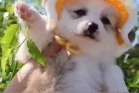 狗狗是怎样理解离别的？分离焦虑怎么办？ 狗狗对离别的理解与人类不同，虽然它们无法像人类一样抽象地思考"离别"的概念，但会通过行为、情绪和生理反应表现出对分离的感知。  🌷对时间的概念 建立在日常作息（散步、喂食、主人回家的时间等）的基础上。如果主人突然打破规律（比如长时间不在家），它们会感到困惑或焦虑。 💐比如：主人平时早上出门上班，晚上回家，狗狗会适应这种节奏；但如果主人连续几天不回家，它们可能表现出不安或等待行为（如守在门口）。  🌺狗狗的嗅觉极其敏锐，会通过主人的气味判断是否存在。当主人离开后，残留的气味会逐渐消散，这可能让狗狗感到不安。 💐比如：一些狗狗会趴在主人的衣物或物品上（比如鞋子、枕头），因为这些物品上有熟悉的气味，能带来安全感。  🌷依赖性强或曾被遗弃的狗狗会对离别产生强烈的焦虑 1.有可能破坏家具、撕咬物品（试图缓解压力）。 2.过度吠叫或哀鸣（呼唤主人）。 3.拒食、舔舐爪子（焦虑的生理反应）。 4.随地排泄（即使已学会定点排便）。 这些行为并非"报复"，而是狗狗在表达压力和不安。  短期和长期离别有差别吗？狗狗间隔一周不见你和间隔一天不见你想念程度和思念程度都是一样的。  🌷如何帮助狗狗适应离别呢 ？ ⭐️给狗狗建立安全感： 留下带有气味的衣物、提供互动玩具（如漏食球）。 ⭐️避免夸张的告别仪式： 平静地离开能减少狗狗的焦虑。 ⭐️逐步训练分离时间： 从几分钟到几小时，让狗狗习惯独处。 ⭐️考虑同伴陪伴： 部分狗狗与其他宠物共处时会更放松。  🌷狗对主人回家的热情反应（摇尾巴、扑跳、转圈）不仅是"想念"，更是对"规律恢复"的喜悦。它们通过这种仪式化的行为确认关系的稳定性。  狗狗不会像人类一样理性分析"离别"，但它们能敏锐感知环境变化和情感纽带的中断。它们的反应更多出于本能和情感依赖，而非复杂的思考。通过耐心训练和稳定的互动，可以帮助狗狗建立对离别的健康应对机制。  🌼狗狗的一生很短，但它们用全部的爱填满了我们的时光。它们不懂什么是永别，只知道等待——等你回家，等你摸摸头。对产生分离焦虑的狗狗要有一定的包容性，耐心训练恢复  #柯基 #狗狗分离焦虑 #狗狗离别 #狗狗分离 #狗狗分离焦躁