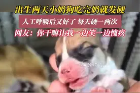 5月18日（采访时间），安徽亳州。出生两天小奶狗吃完奶就发硬，人工呼吸后又好了，每天硬一两次。#小奶狗 #万万没想到 #柯基