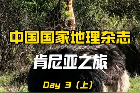 跟着中国国家地理去肯尼亚！马赛马拉Safari！ 一个下午就看到了那么多动物！肯尼亚之旅含金量不断上升中！#肯尼亚 #旅行推荐官 #中国国家地理 #国家动物博物馆 #动物大迁徙视频封面
