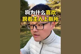 狗为什么喜欢跟着主人上厕所。 #养狗经验分享 #经验分享 #狗狗 #科学养狗 #新手养狗