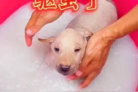 狗子们身上好多蜱虫，帮它们洗个澡，驱一下虫#狗狗 #中华田园犬视频封面