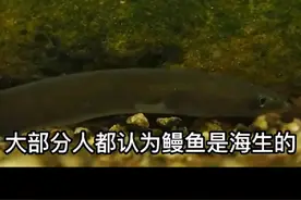 这条视频让你全面了解鳗鱼。鳗鱼为何如此昂贵？#知识科普 #烤鳗鱼 #鳗鱼#大海的馈赠 #优质种苗 #养殖基地视频封面