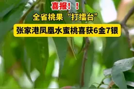 张家港凤凰水蜜桃获奖啦！香甜多汁，还不快来尝尝！#一口畅爽夏日出桃 #快来一起尝个鲜 #新鲜应季水果 #水蜜桃