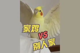 别人家VS我家#玄凤鹦鹉 #手养鹦鹉 #鹦鹉🦜 #神奇动物在抖音 #萌宠