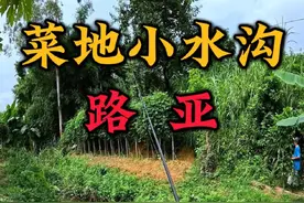 广东菜地旁的小水沟，居然藏了这么多路亚鱼种，大爷看了都夸我厉害，有点玩上瘾了。#广东路亚 #路亚雷龙 #路亚黑鱼 #国庆去钓鱼有多快乐视频封面