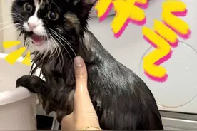 做了超多功课也做好了宝抗拒的心理准备，结果比我预想得要顺利太多了！葵姐真的很棒！！#猫洗澡有多乖 #新手养猫 #顾小葵加油视频封面