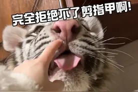 我是老虎😭我自己可以啃爪爪的，给个面子#白虎 #宫百万