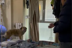 47岁女主人因饮食不当突然离世，生前收养的五只流浪毛孩趴在主人身上不让法医和警察碰。女主人生前单身没有孩子，父母也已经不在，最终是女主人的同事联系到我们。   这是一次很特别的救助，狗狗们的灵性让我们惊讶，动容。#救助流浪狗 #关爱流浪动物 #济南慈悲护生园