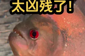 食人鱼到底怎么做才能不腥？视频封面